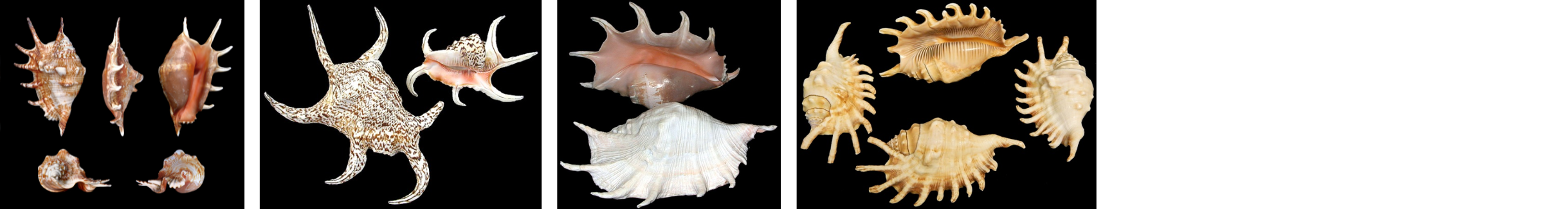 Images of Spider Conchs